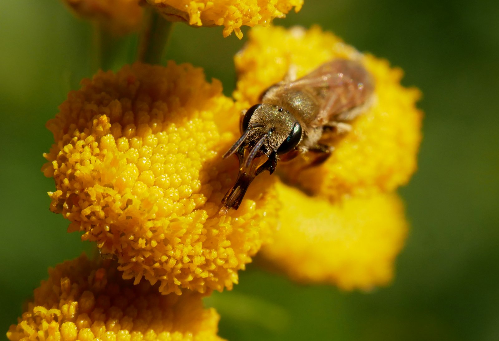 /Halictus subaurus má mohutný sosák.