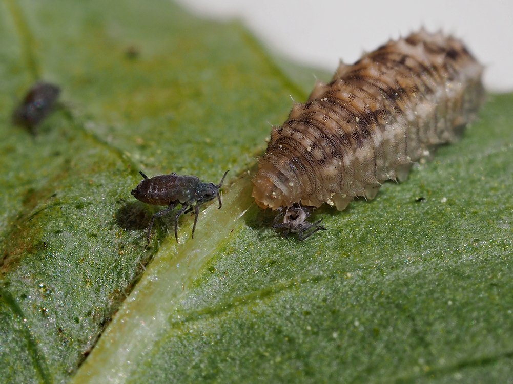 /Larva pestřenky a mšice. /Larva pestřenky a mšice.