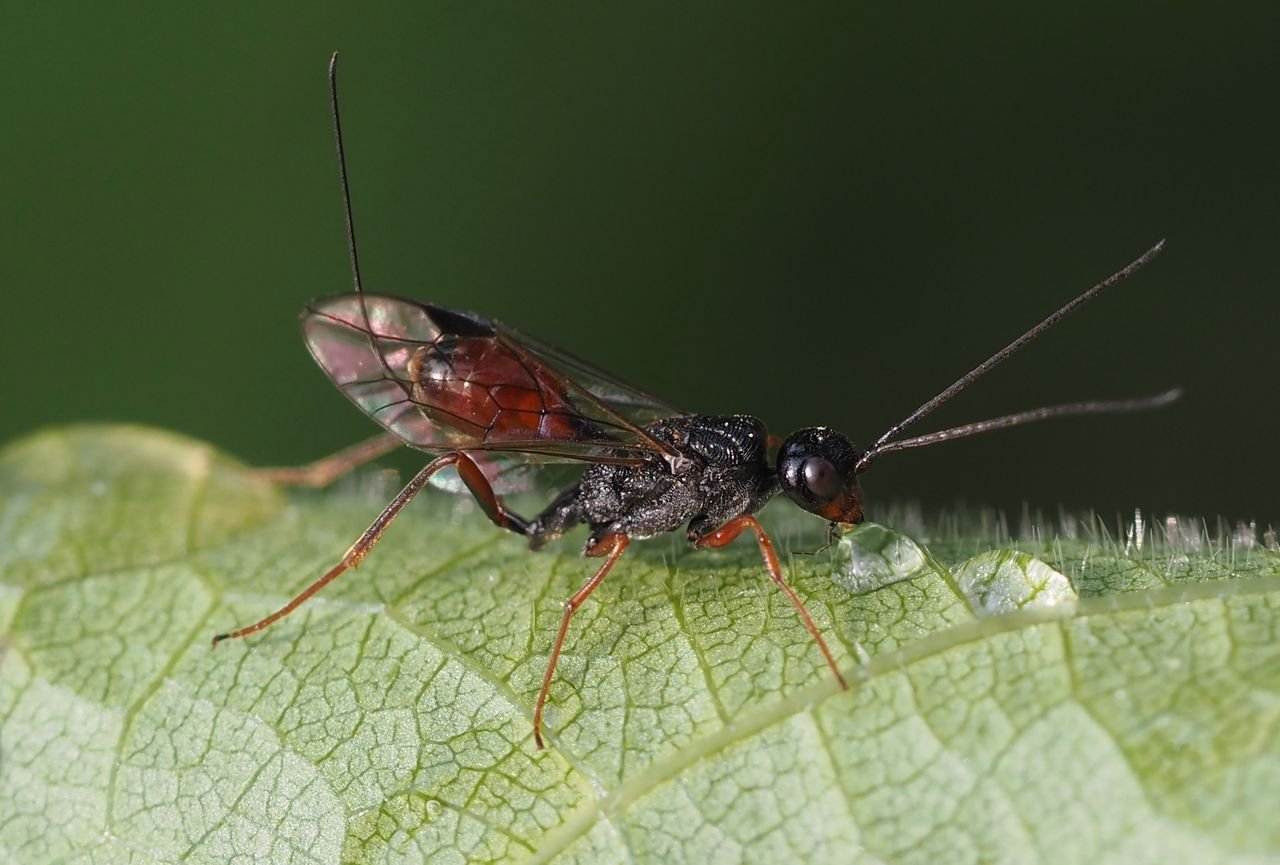 /Aulacus striatus pije sladkou vodu.