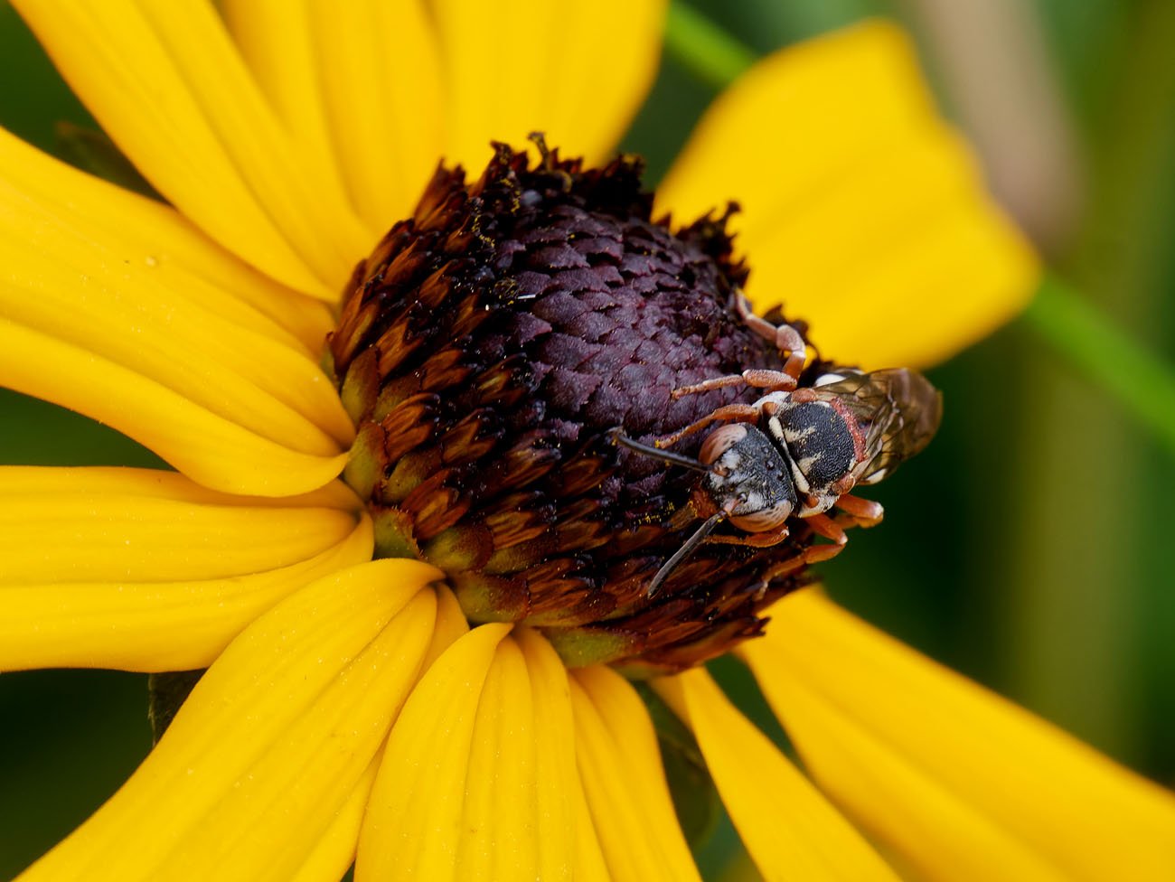 /Epeolus variegatus na květu třapatky. /Epeolus variegatus na květu třapatky.