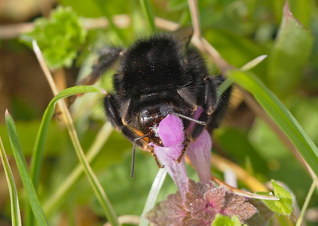 /Čmelák skalní saje nektar z květu hluchavky.