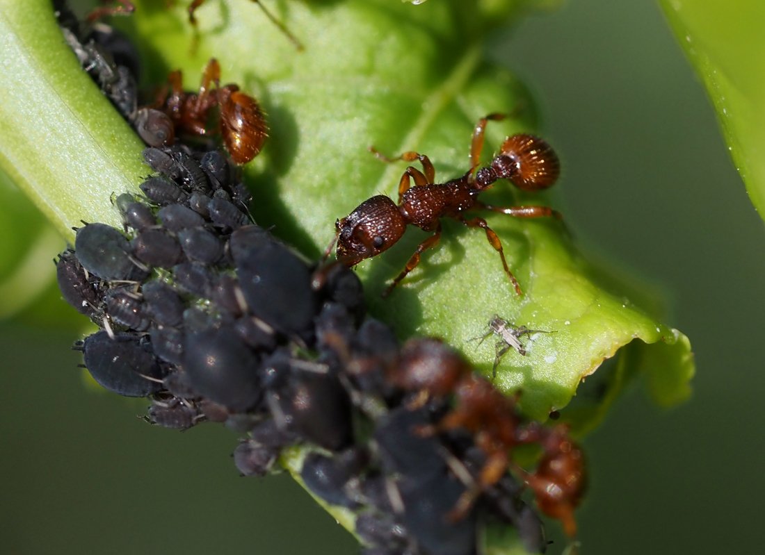 /Mravenec rodu Myrmica pečuje o mšice. /Mravenec rodu Myrmica pečuje o mšice.