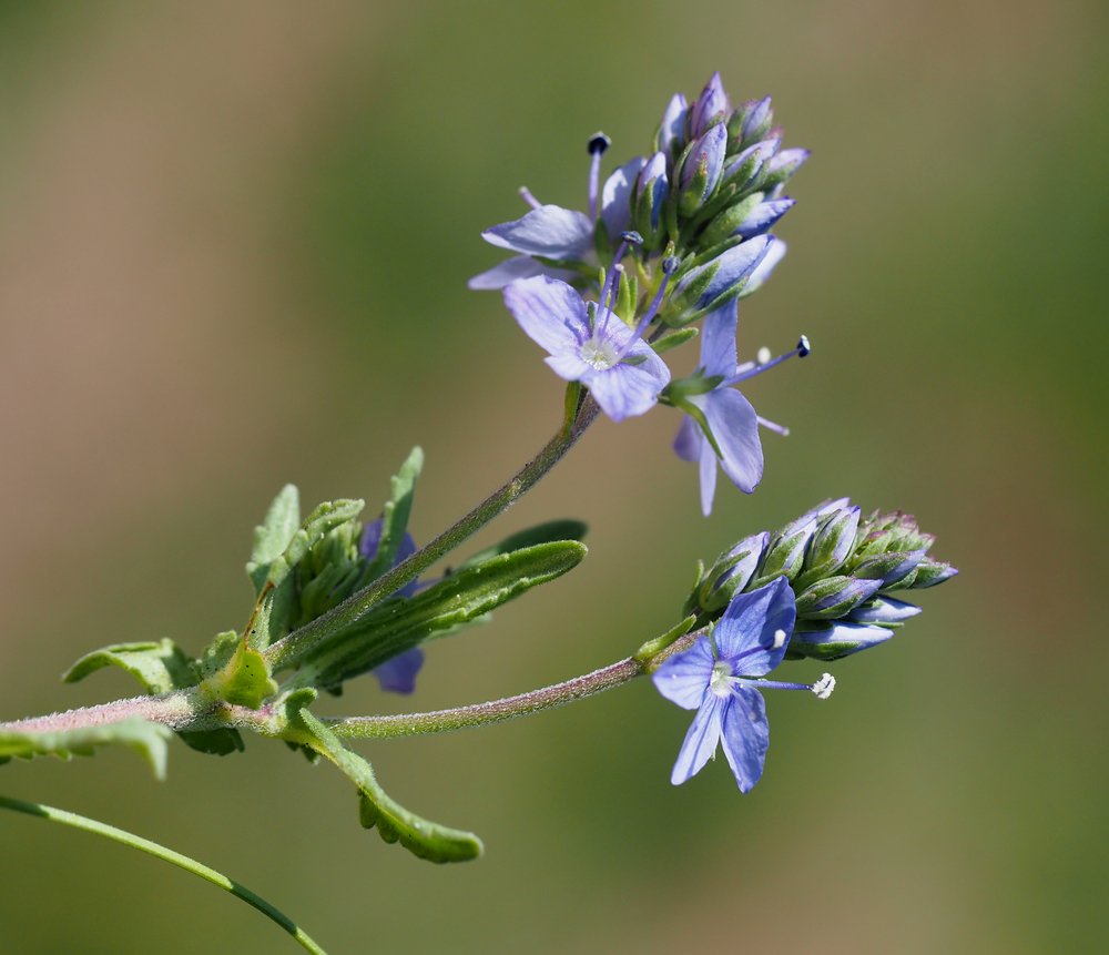 /Veronica prostrata, lodyha s květy.