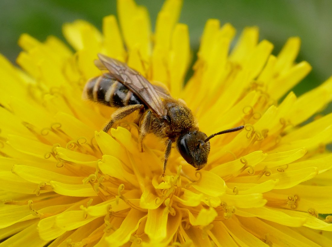 /Lasioglossum calceatum na pampelišce. /Lasioglossum calceatum na pampelišce.