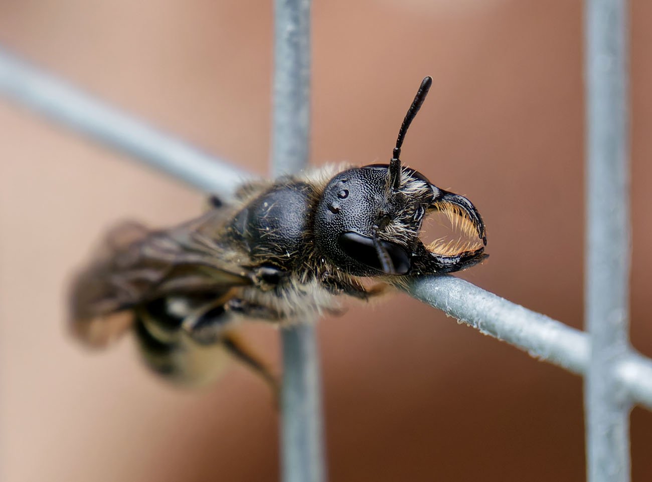 /Dřevobytka pryskyřníková, kusadla samičky -detail.