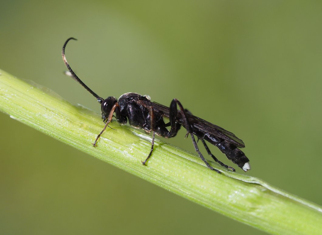 /Lumek, úzká zadečková stopka.