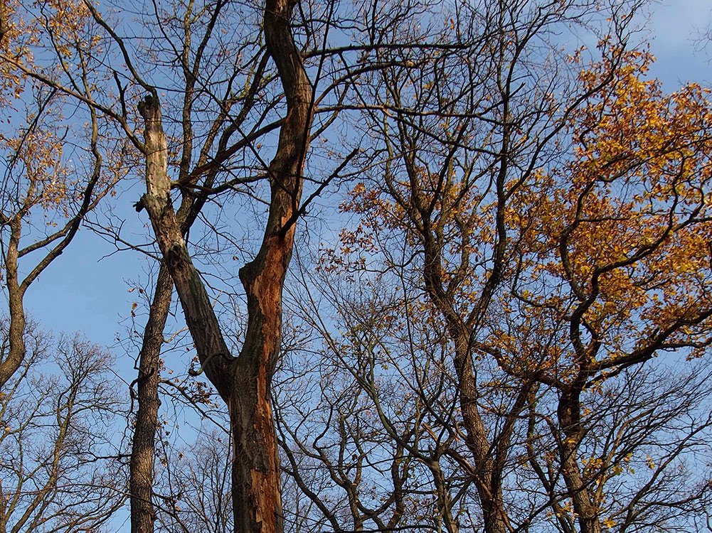 /Suchý strom ve špatném stavu. /Suchý strom ve špatném stavu.