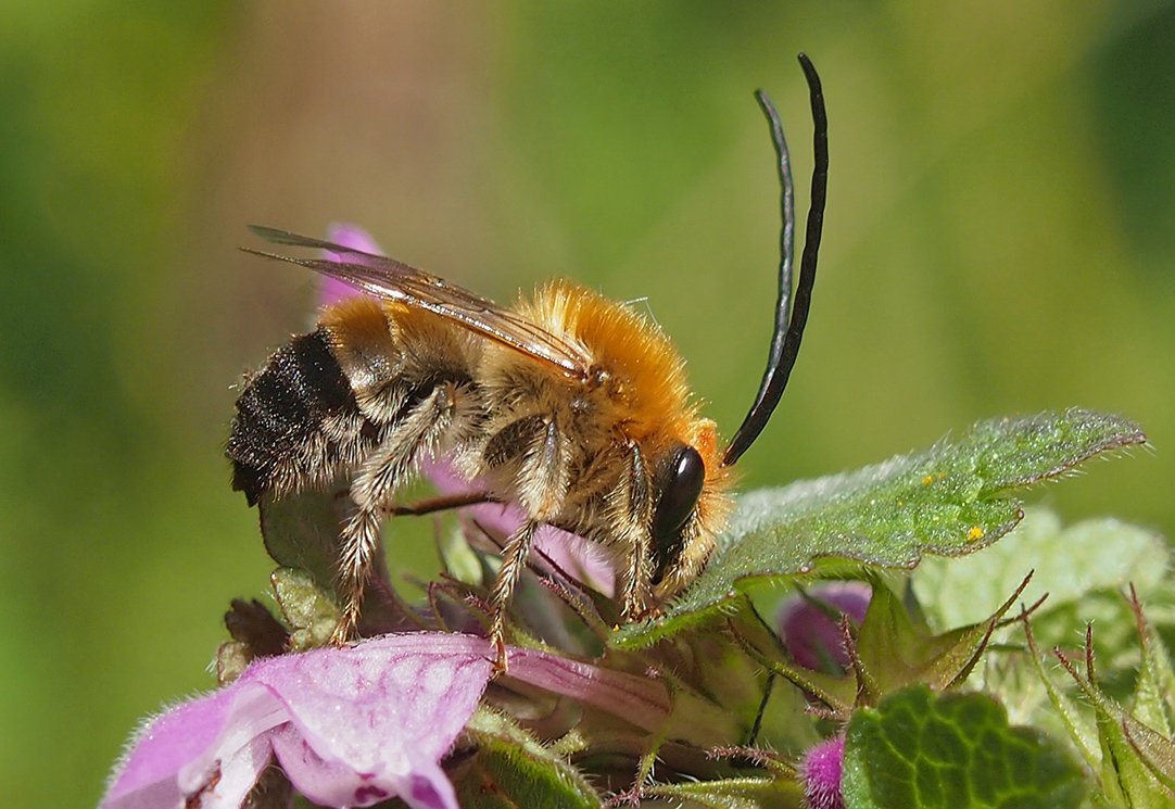 /Sameček včely stepnice na hluchavce nachové.