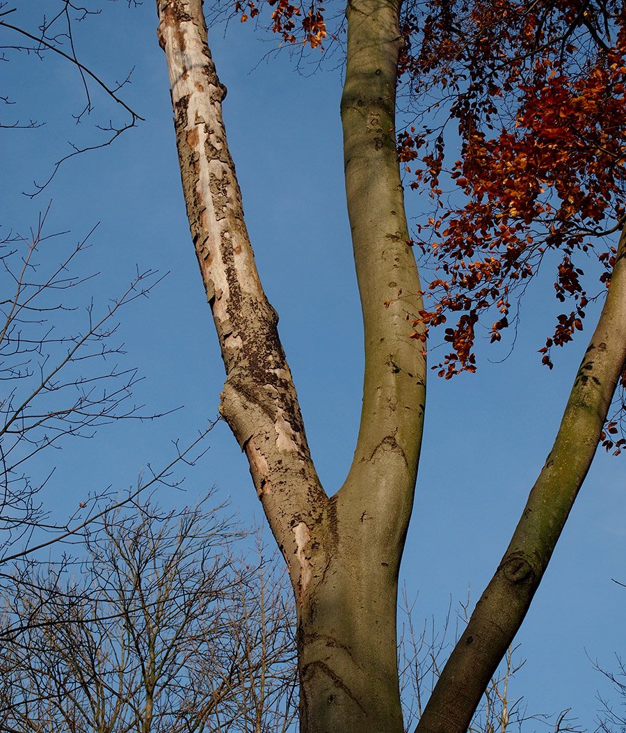 /Veliká suchá větev u kmene. /Veliká suchá větev u kmene.