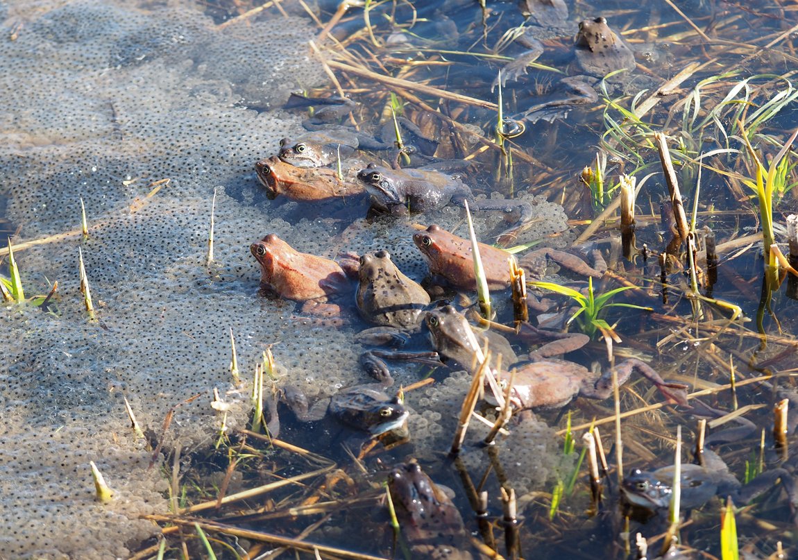 /Skokani hnědí a jejich vajíčka. /Skokani hnědí a jejich vajíčka.