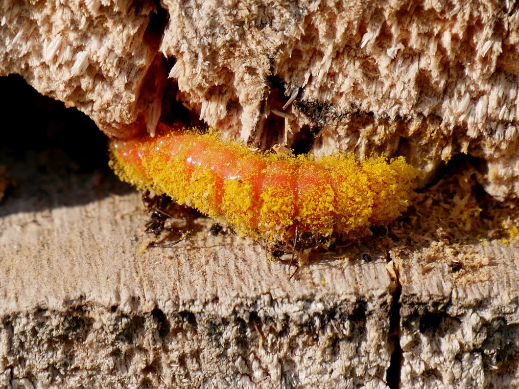 /Pestrokrovečník, larva.