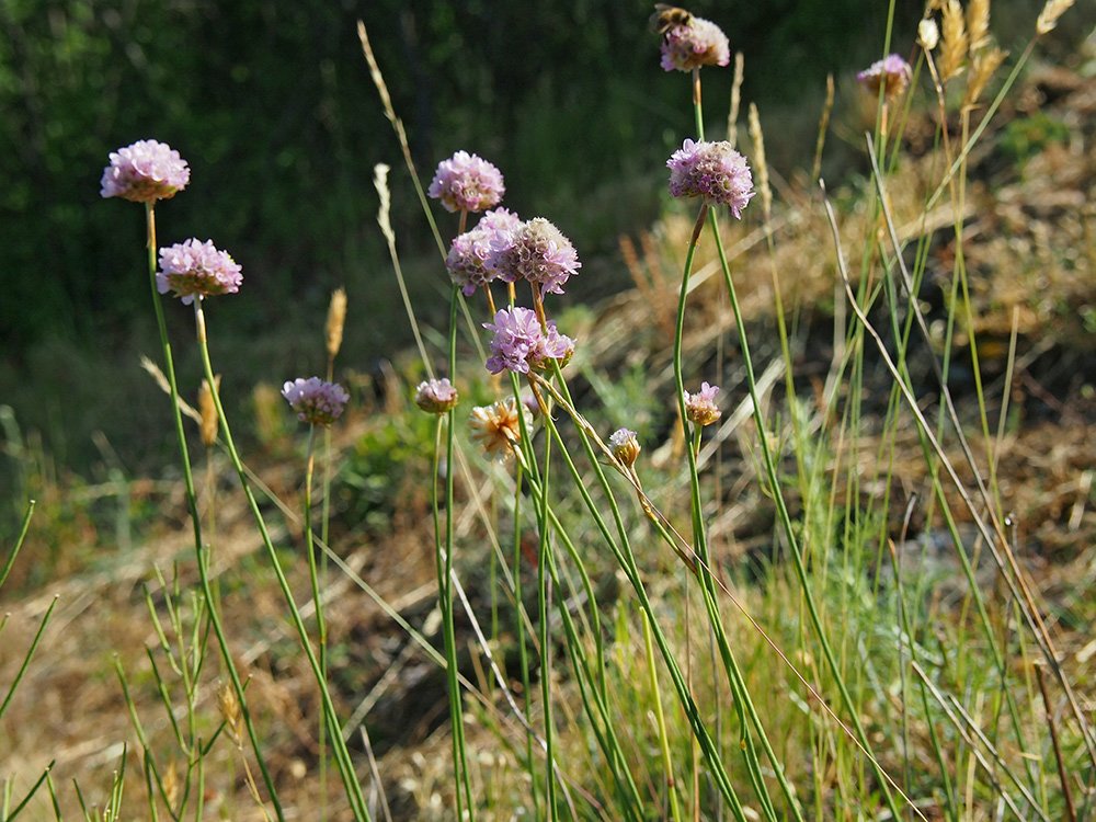 /Trávnička, kvetoucí trs, fotografie z boku.