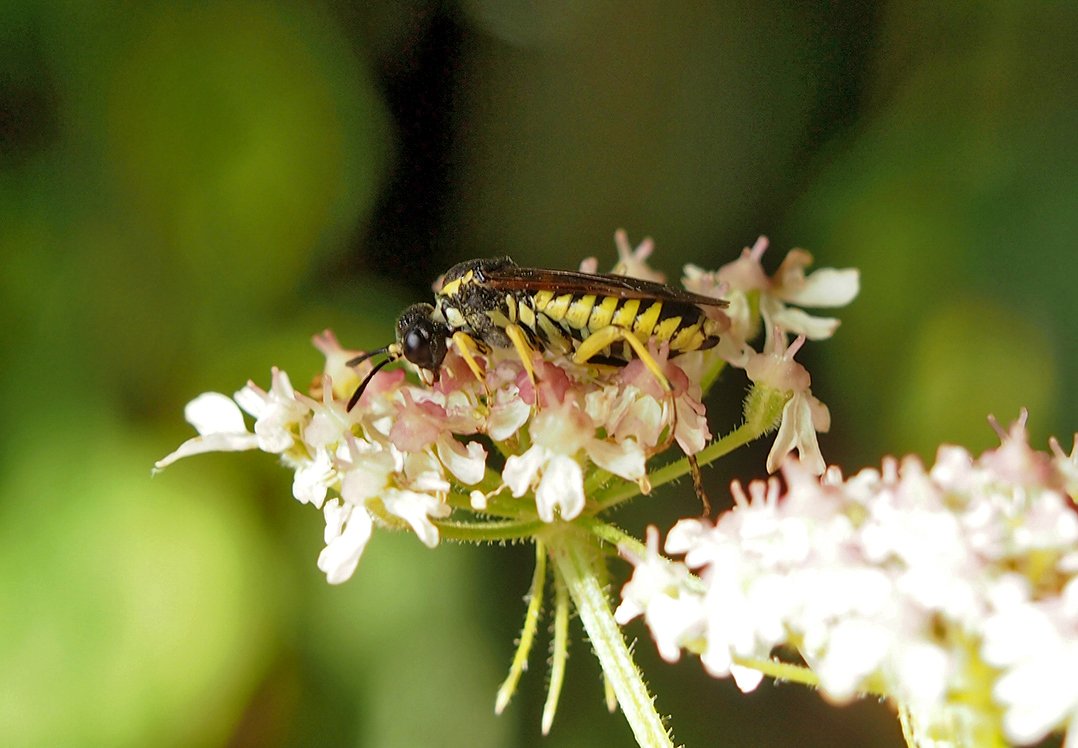 /Pilatka Tenthredo notha fotografovaná z boku.