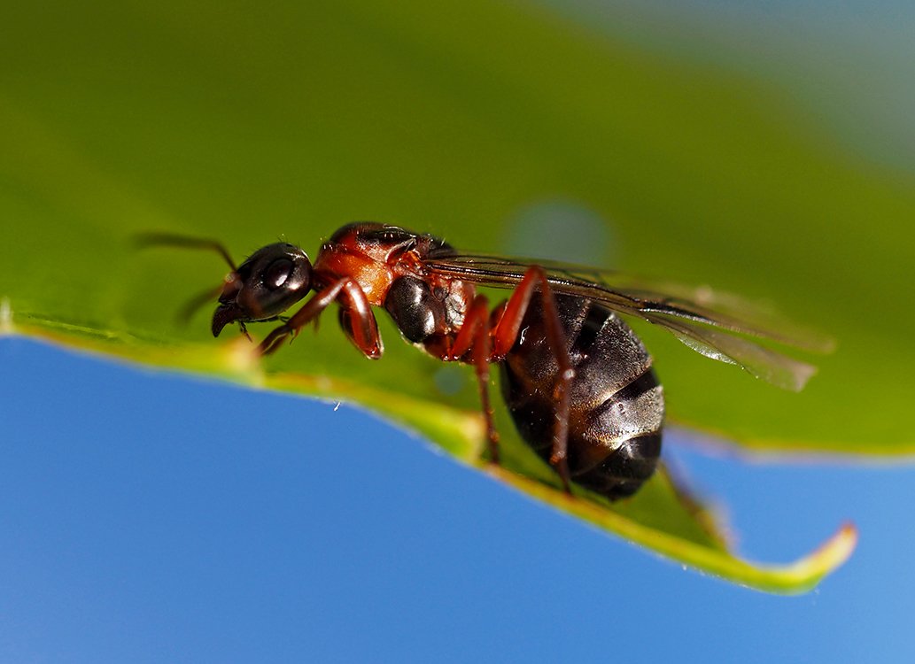 /Mravenec rodu Formica, samička s křídly, fotografovaná z boku.