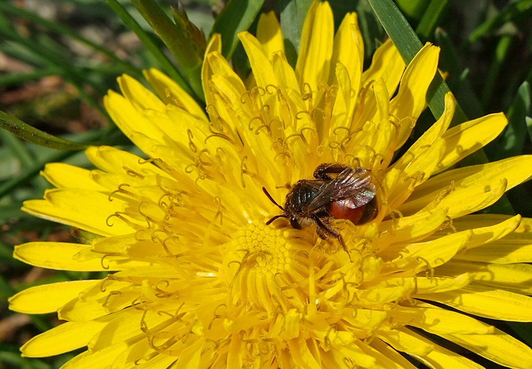 /Pískorypka Andrena labiata v květu pampelišky.