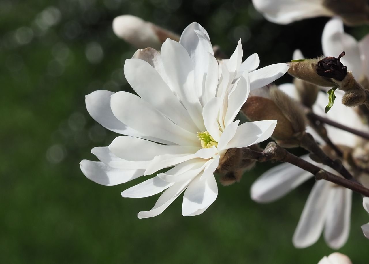 /Magnolia stellata, pestíky uvnitř květu.