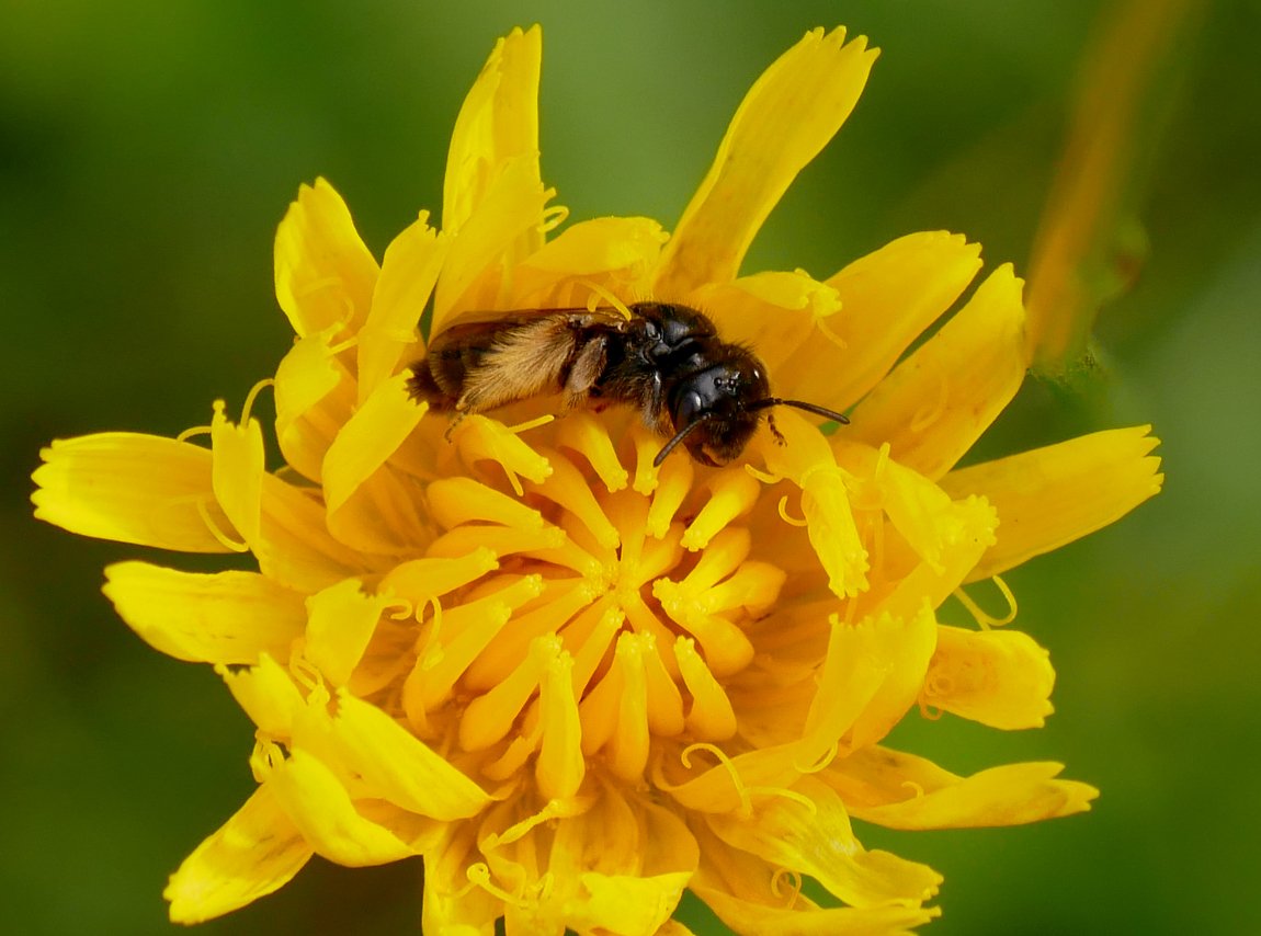 /Panurgus calcaratus, samička uvnitř květu.