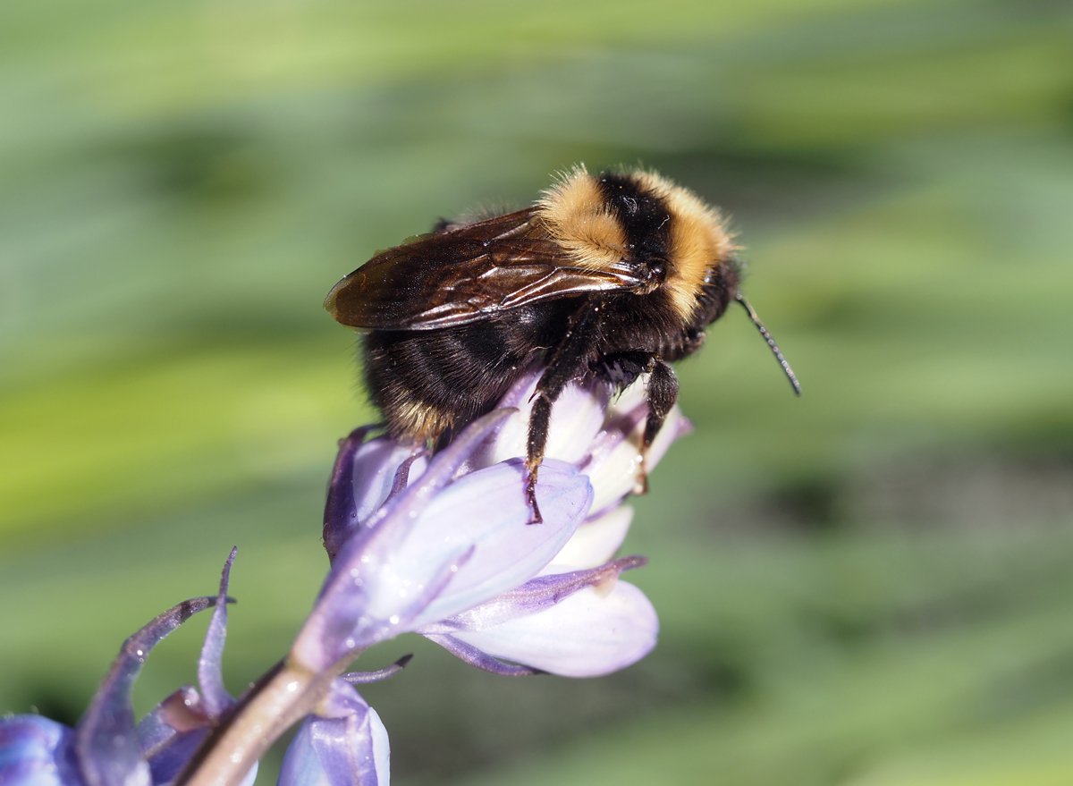 /Bombus barbutellus v Praze 6.