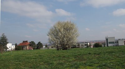 Slivoně začaly kvést už v březnu.