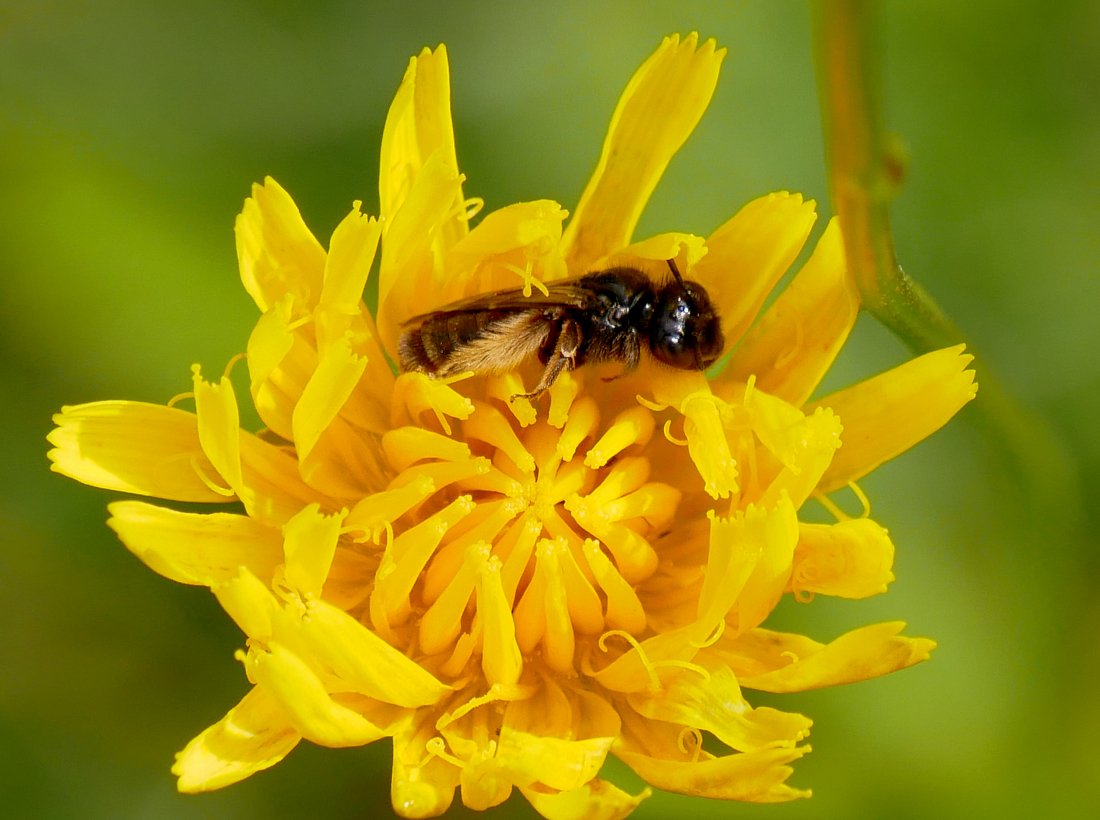 /Panurgus calcaratus, samička s huňatým sběráčkem.