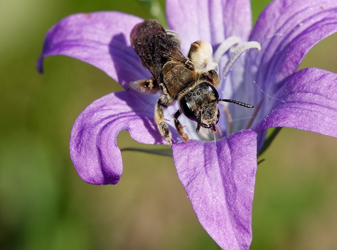 /Andrena pandellei - portrét. Foto Radim Herman.