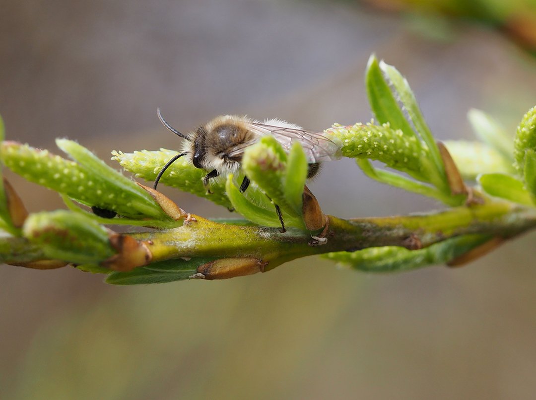 /Hedvábnice jarní, sameček - 1. dubna 2021.