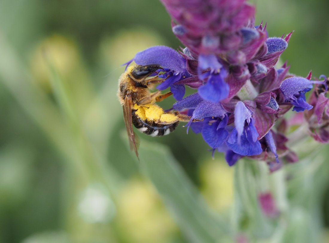 /Lasioglossum xanthopus, samička s nasbíraným pylem.