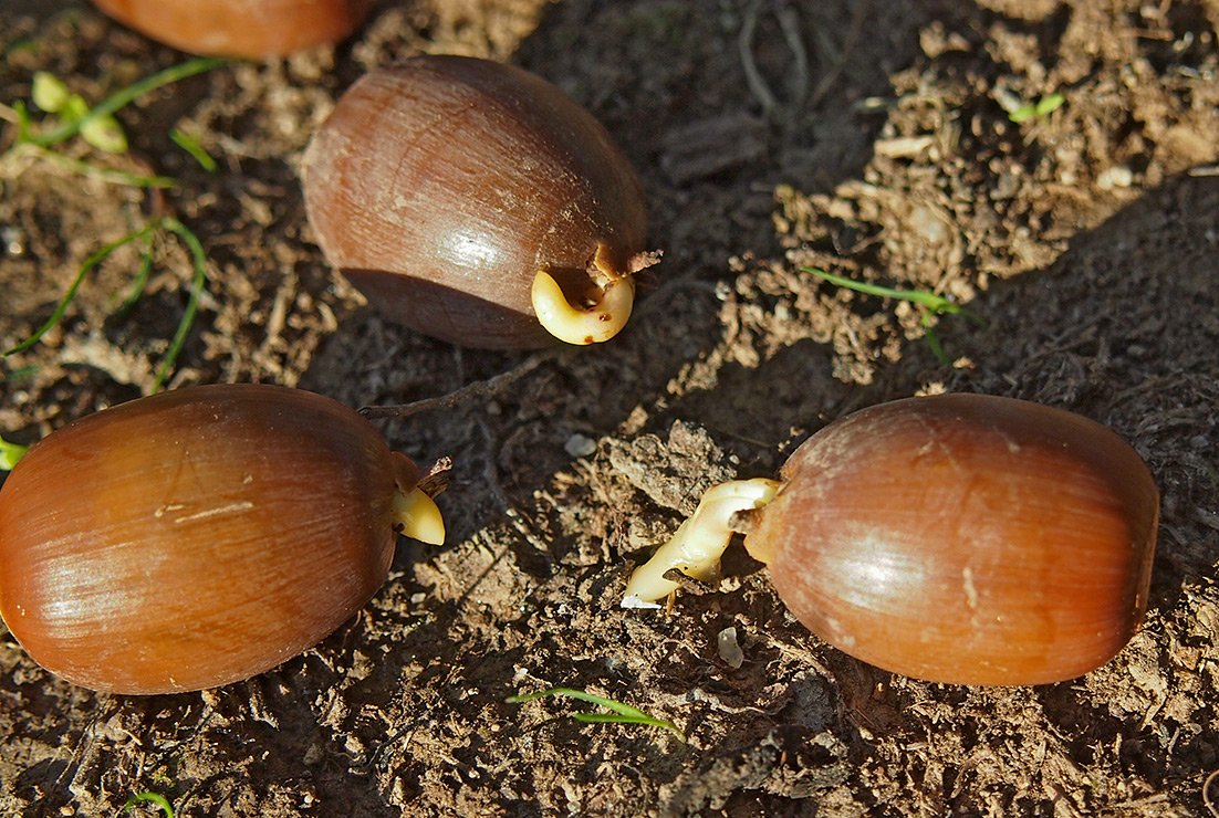/Dub bílý, žaludy na zemi hned vyhánějí kořínky. /Dub bílý, žaludy na zemi hned vyhánějí kořínky.