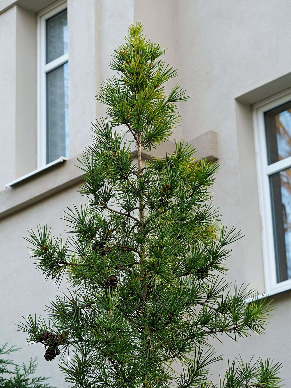 /Pajehličník přeslenitý, stromek.
