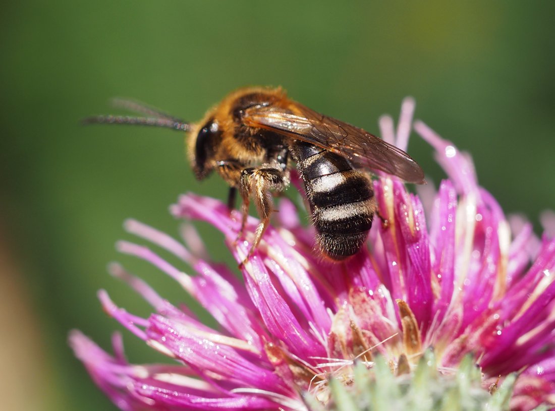 /Lasioglossum xanthopus, zadeček samečka.