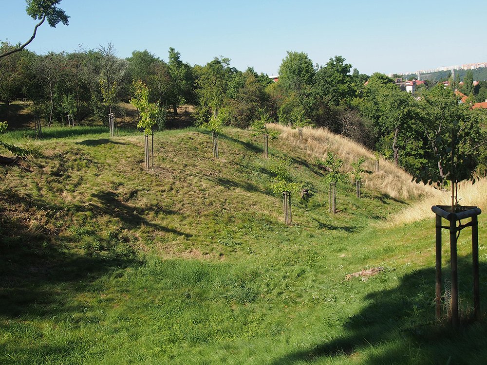 /Park, vysazené mladé ovocné stromy.