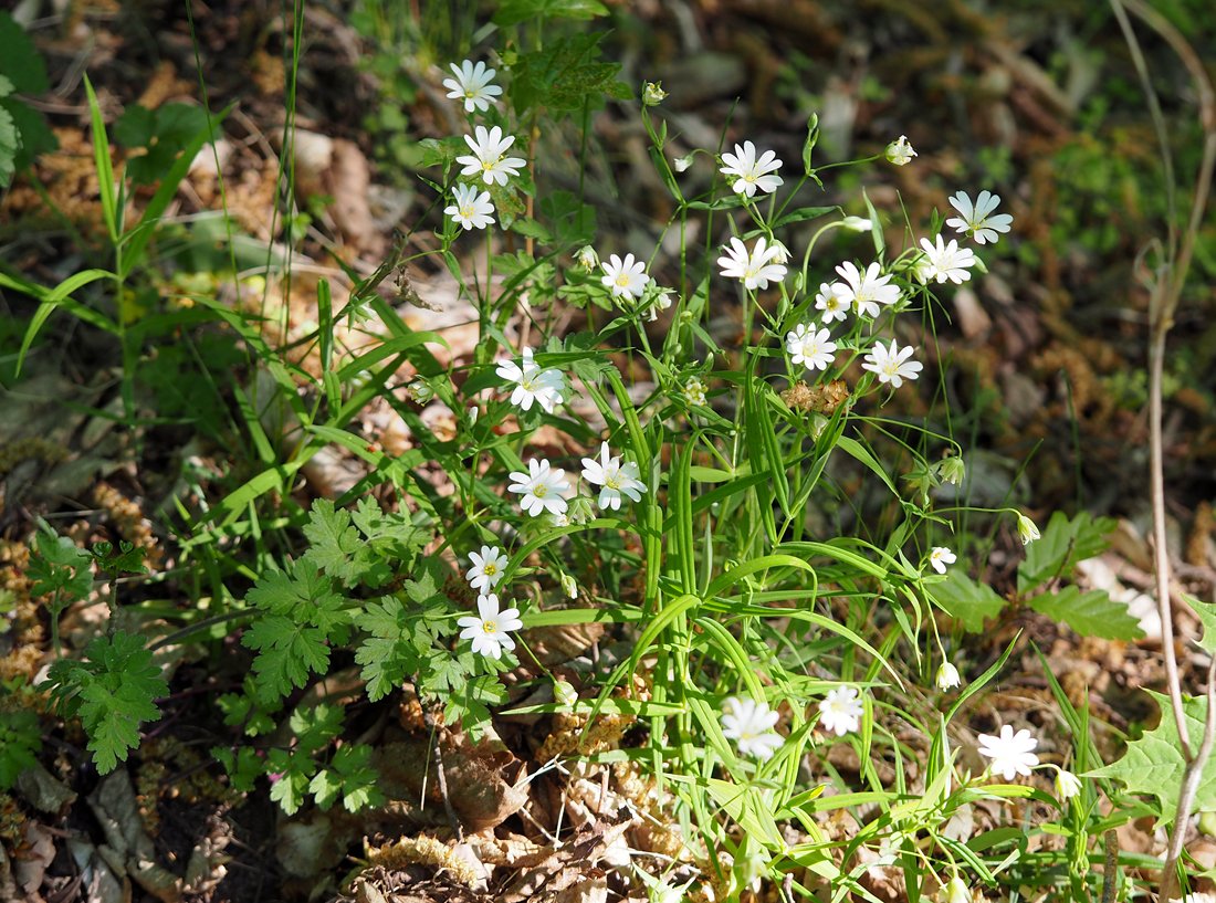 Ptačinec velkokvětý Stellaria holostea | Blanokřídlí v Praze