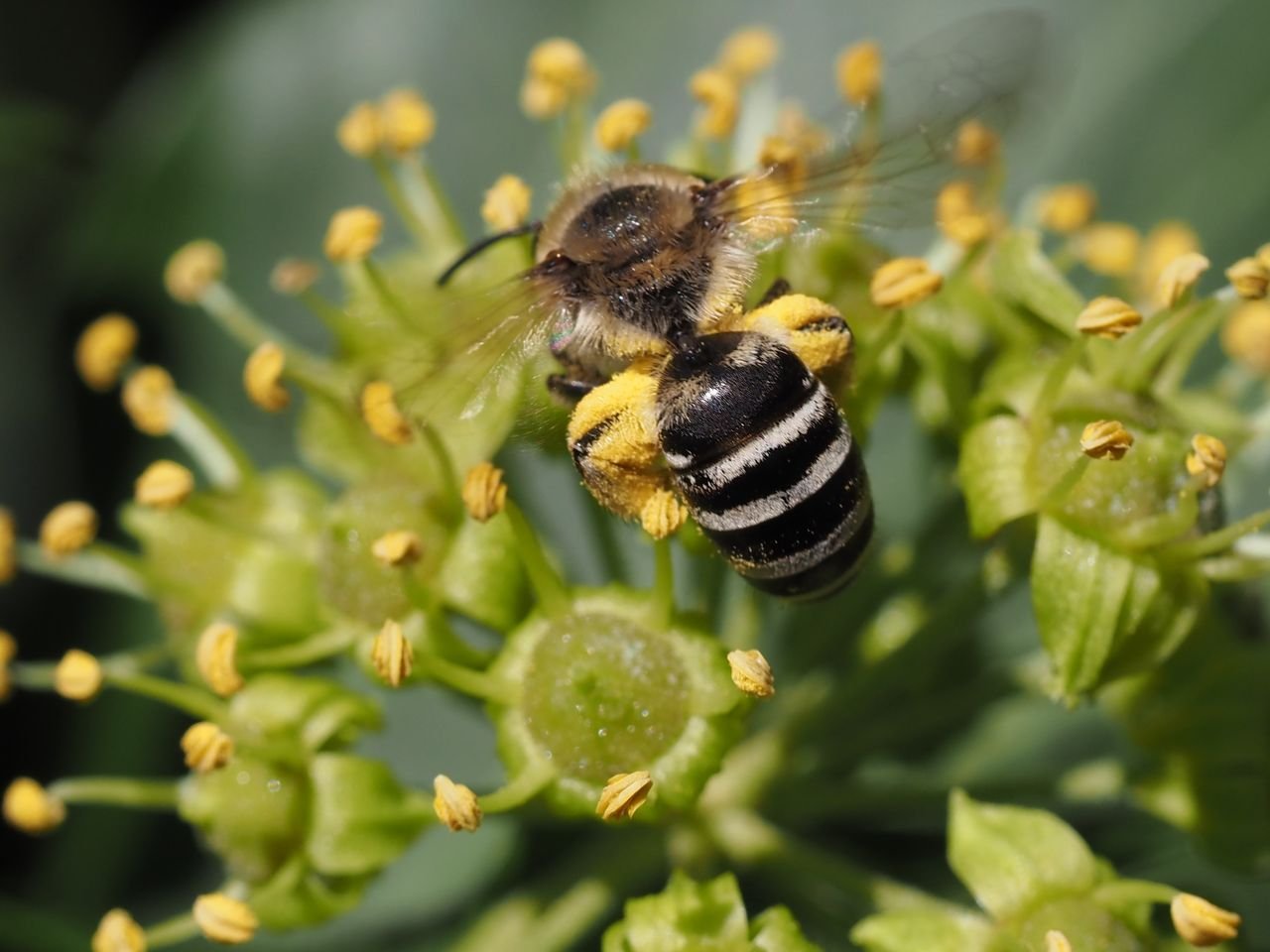 /Colletes hederae, samička s nákladem pylu. /Colletes hederae, samička s nákladem pylu.