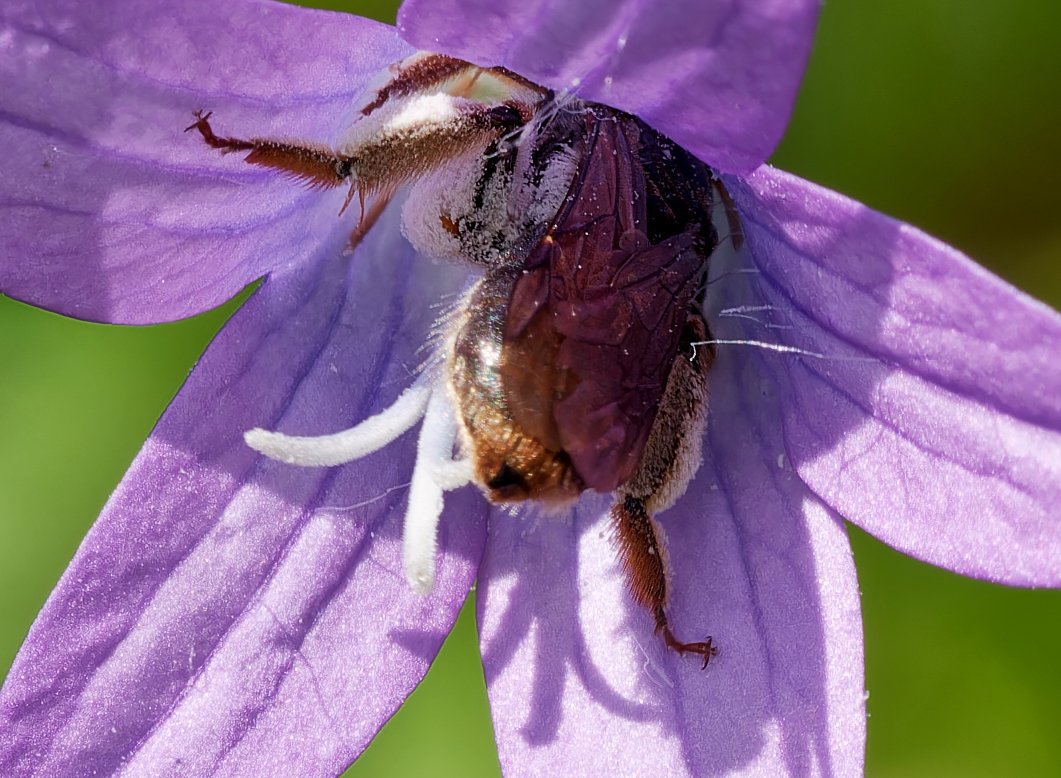 /Andrena pandellei - detail chodidel. Foto Radim Herman. /Andrena pandellei - detail chodidel. Foto Radim Herman.