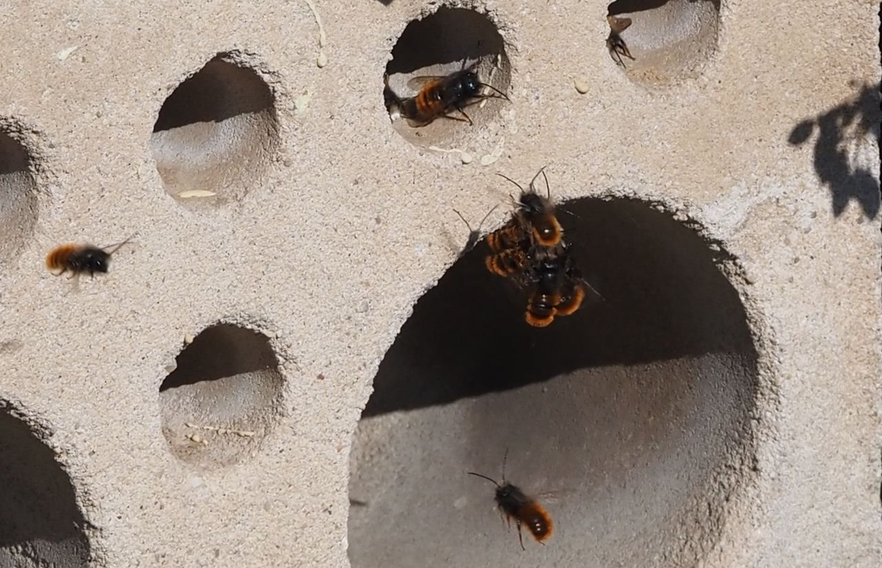 /Zednice rohatá, samečkové se shlukli kolem samičky.