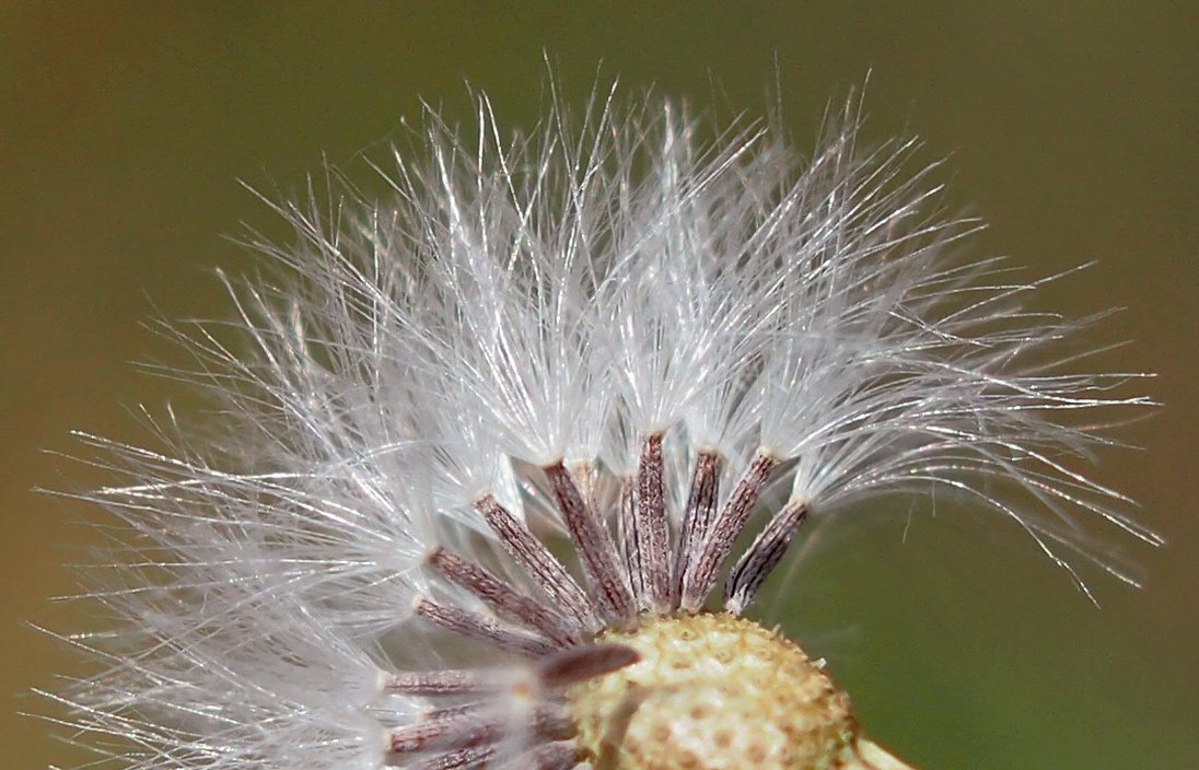 /Starček úzkolistý, semena detail.