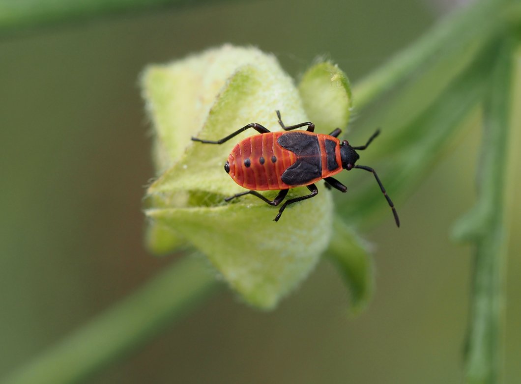 /Malva alcea - larva ruměnice pospolné na nedozrálém plodu. /Malva alcea - larva ruměnice pospolné na nedozrálém plodu.