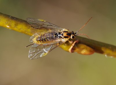 Nematus poecilonotus - pilařka zelenavá