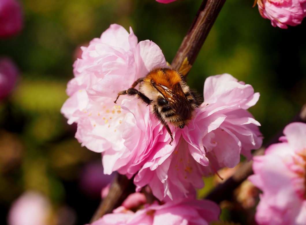 /Prunus triloba, květy se čmelákem.