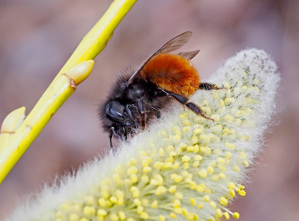 /Zednice rohatá, samička, zadeček.
