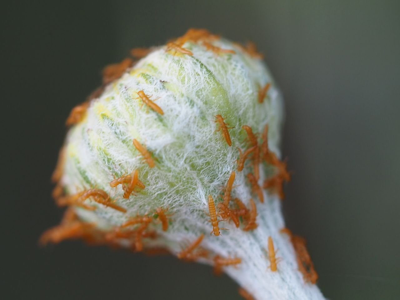 /Triungulini na rmenu. /Triungulini na rmenu.