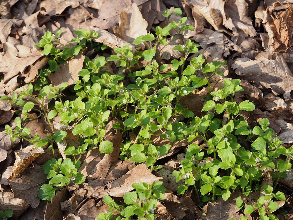 /Veronica sublobata, pohled do porostu v lese.