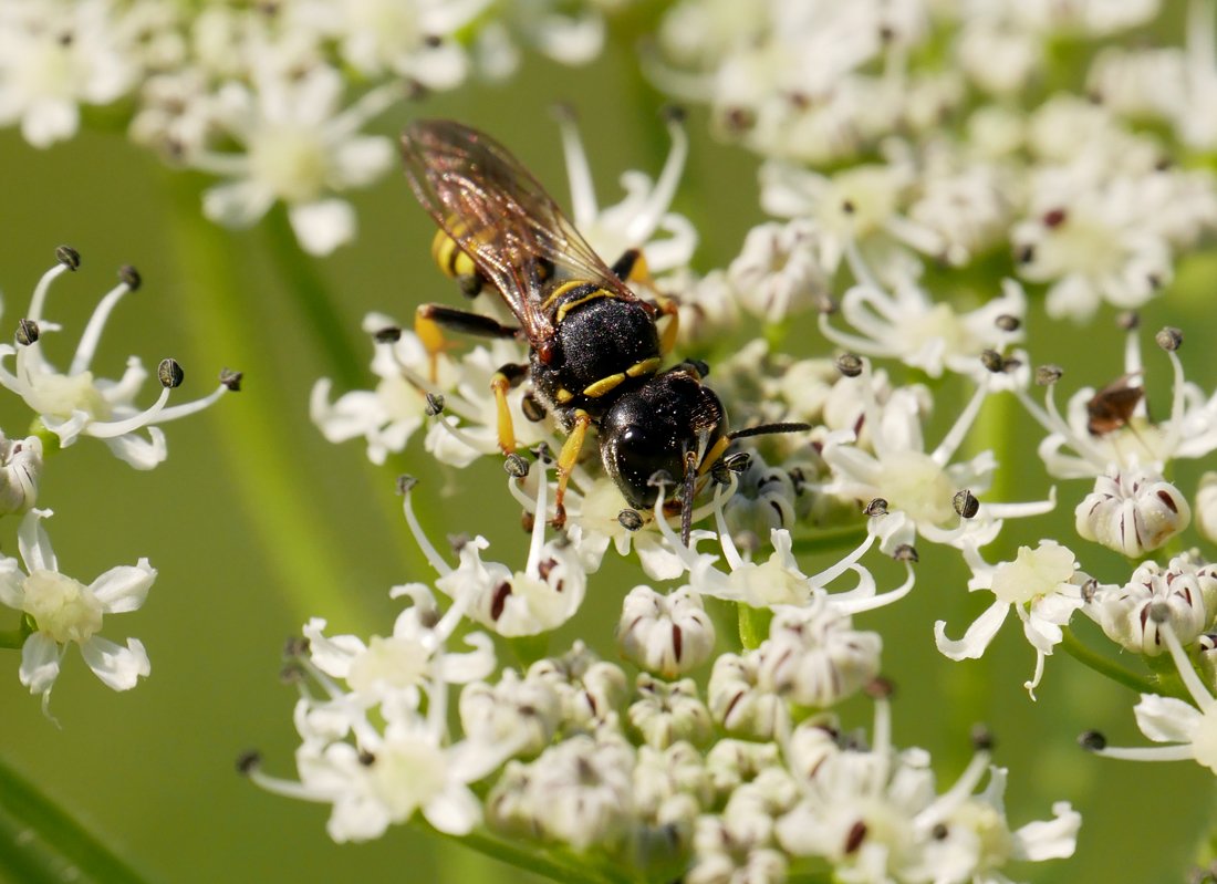 /Ectemnius lituratus, hruď.