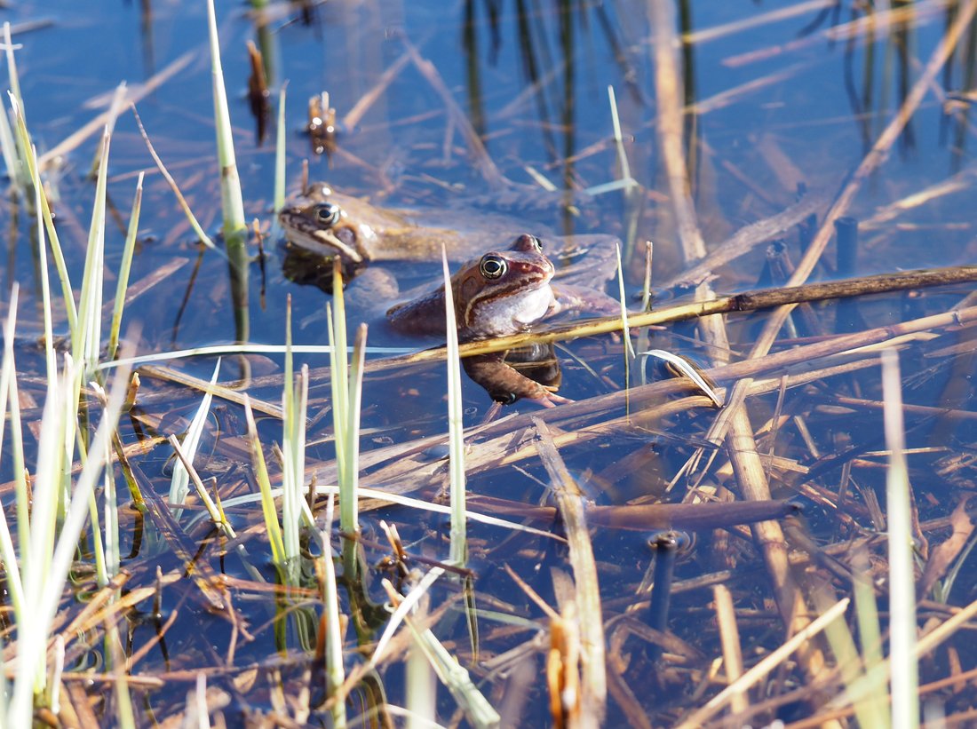 /Samečkové skokanů hnědých mají bílé hrdlo. /Samečkové skokanů hnědých mají bílé hrdlo.