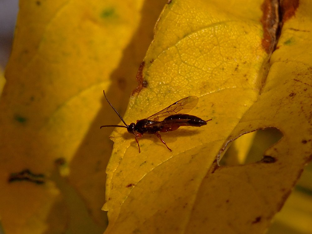 /Lumek na listu jasanu ztepilého v říjnu.