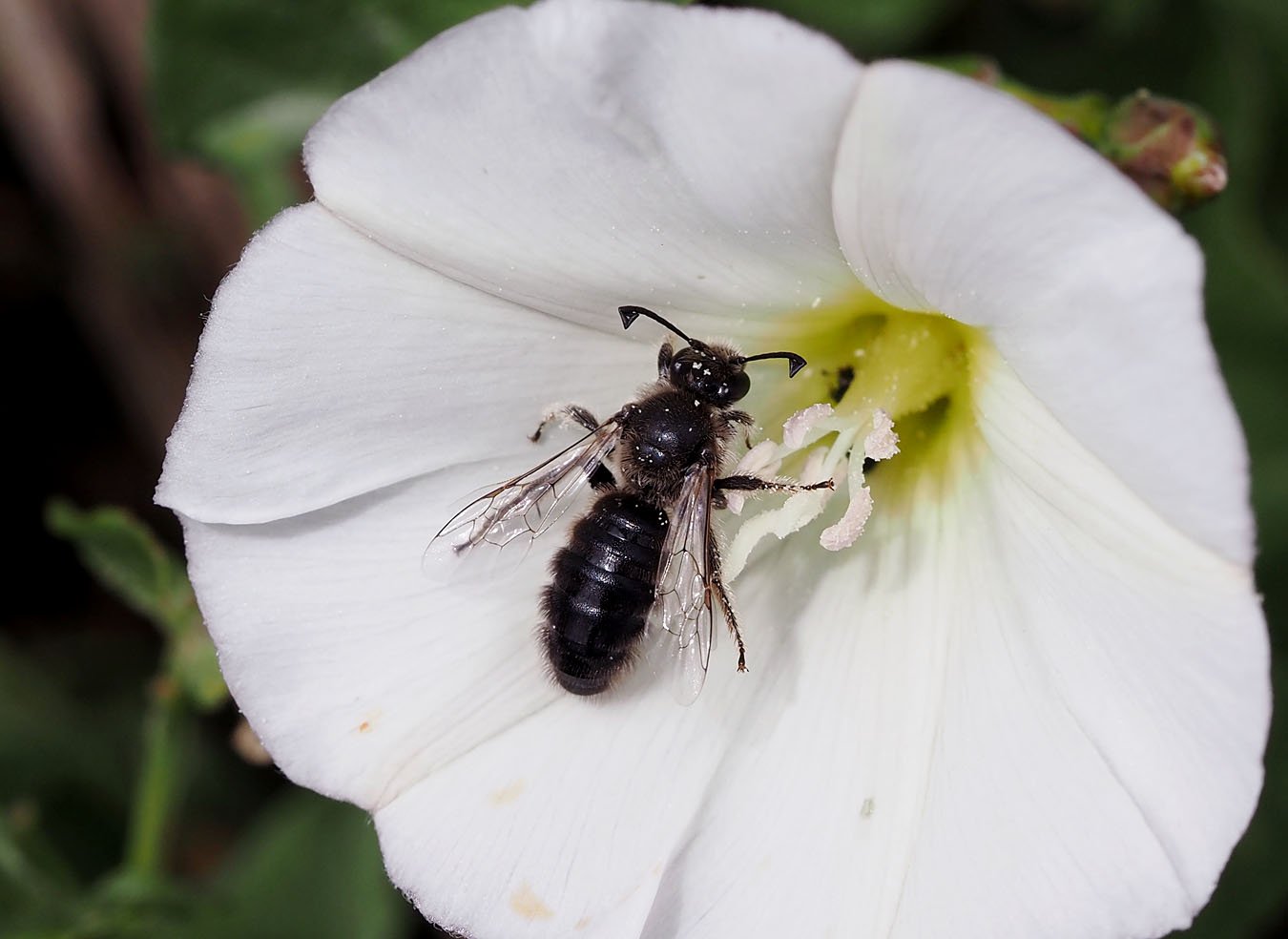 /Systropha curvicornis, sameček.