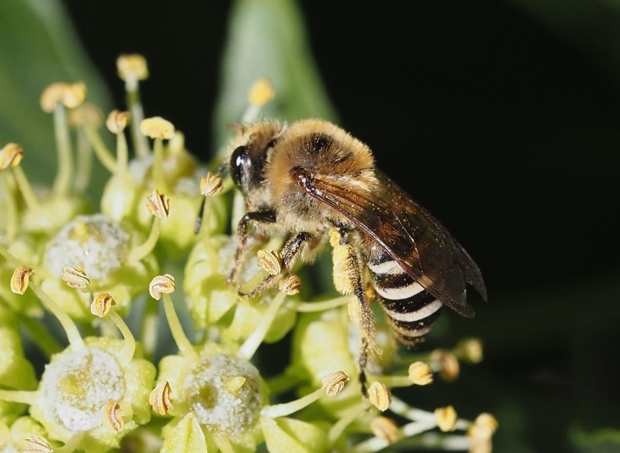 /Colletes hederae, samička zvětšeně.