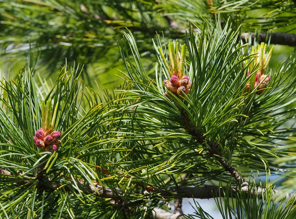 /Borovice limba práší pyl. /Borovice limba práší pyl.