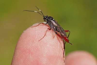 Lumkovití (1) -  fotografie neurčených druhů z roku 2016