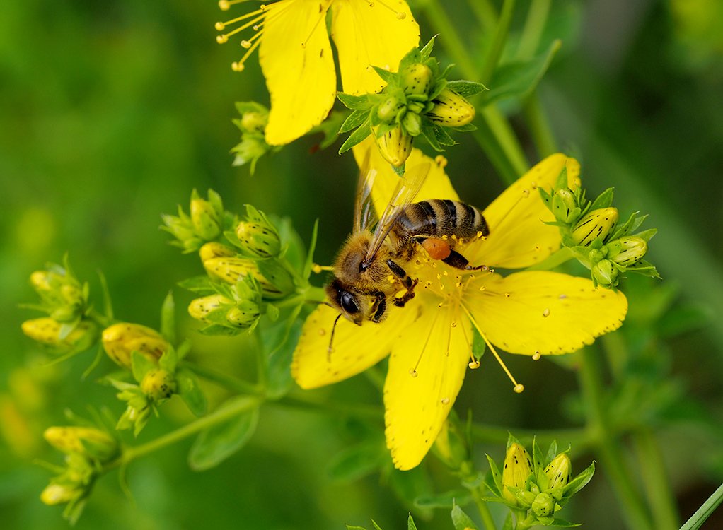 /Včela sbírá na květech třezalky pyl.